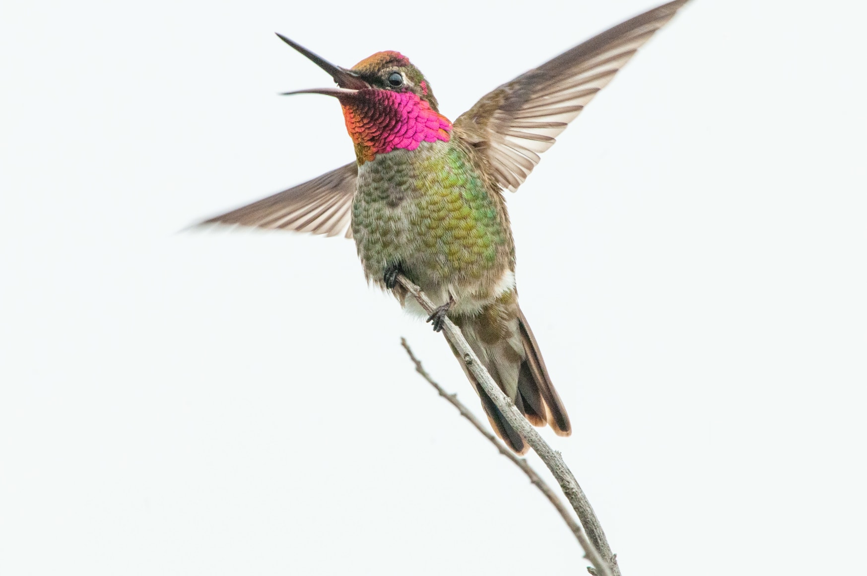 Anna's Hummingbird