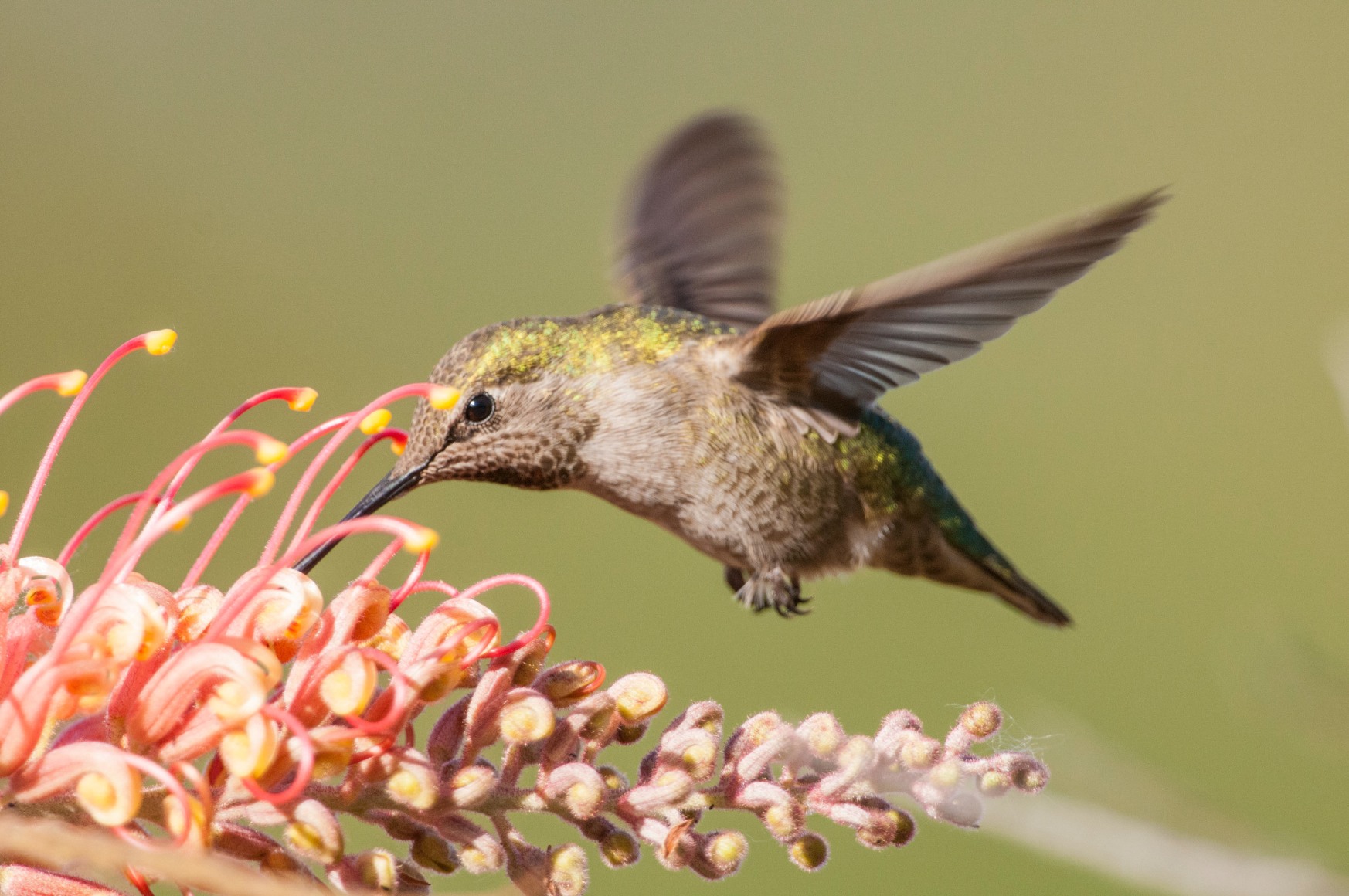 Anna's Hummingbird