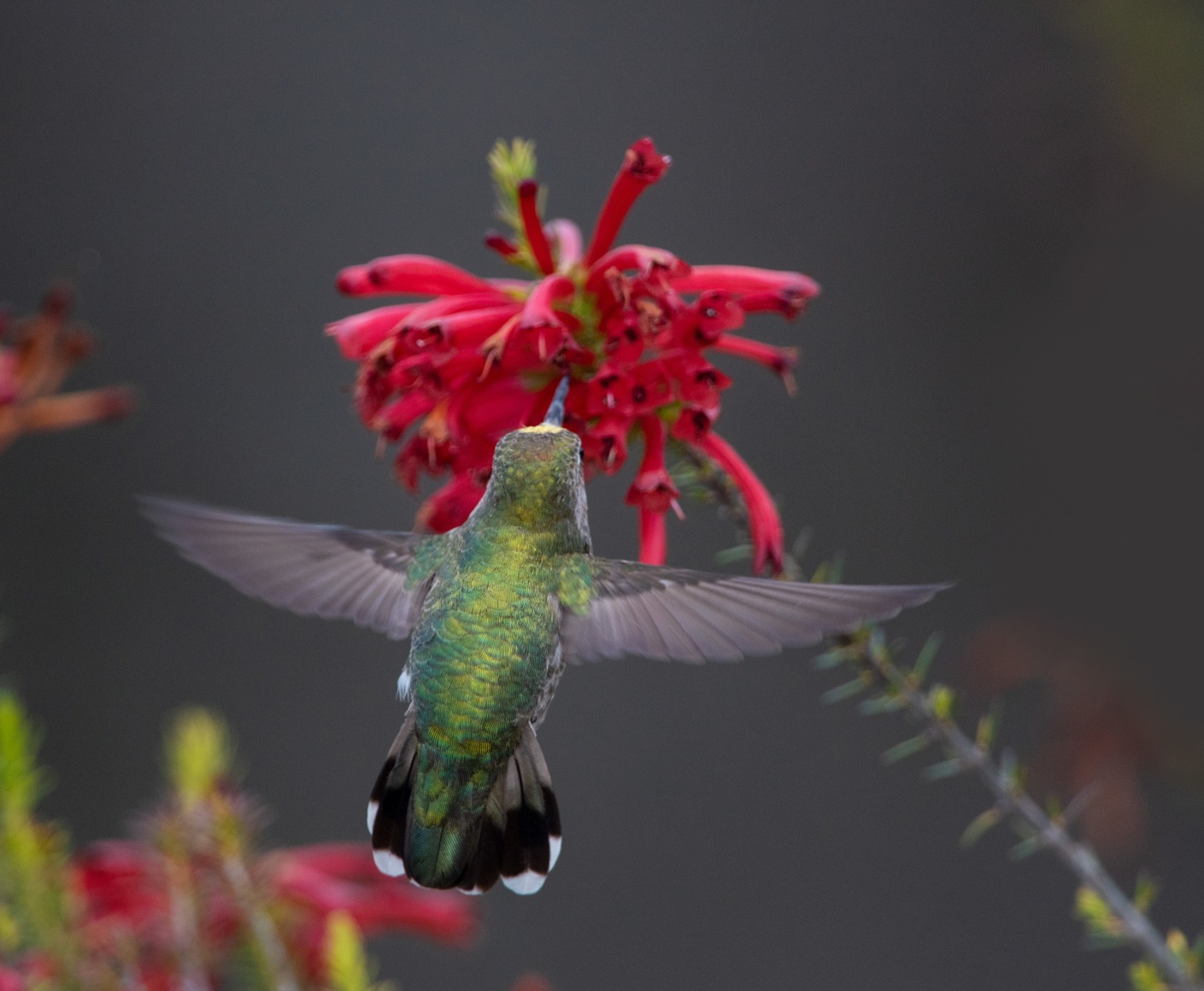 Rufous Hummingbird