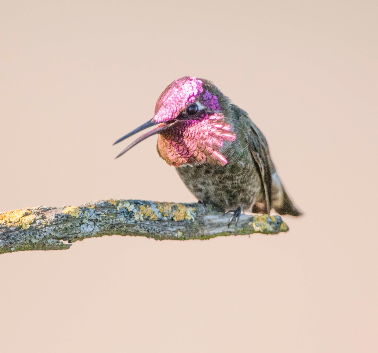 Anna's Hummingbird