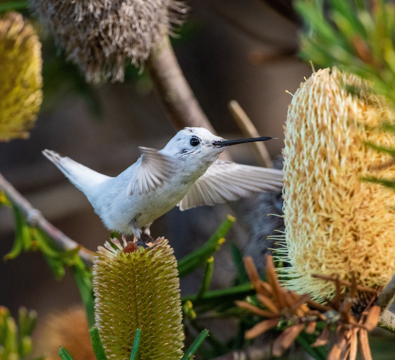 Anna's Hummingbird (Leucistic)