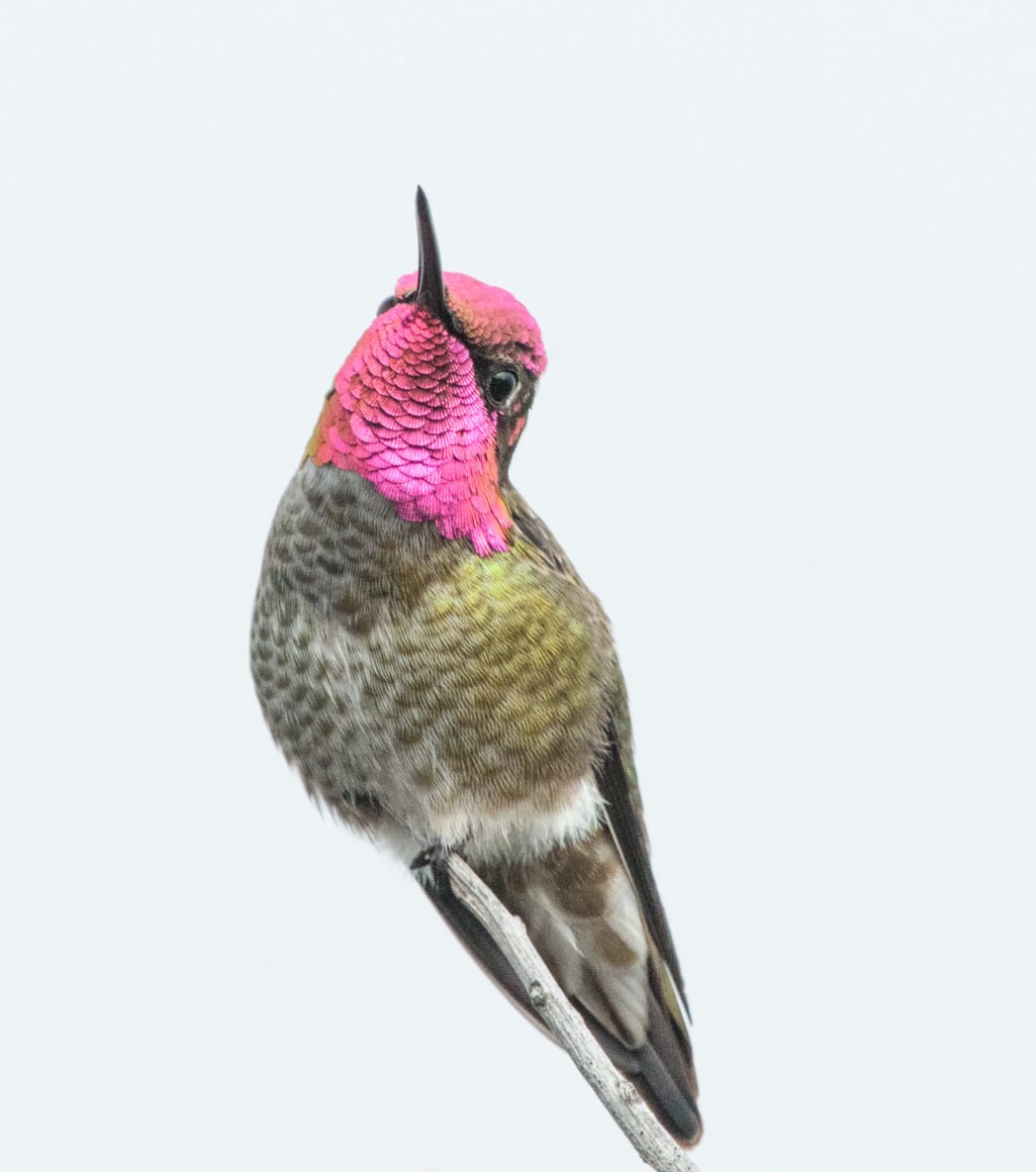 Anna's Hummingbird
