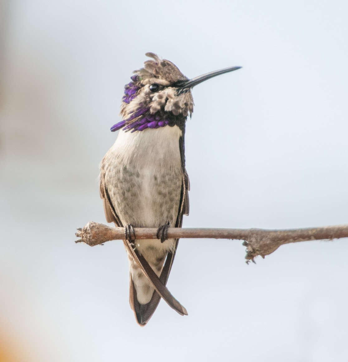 Costa's Hummingbird