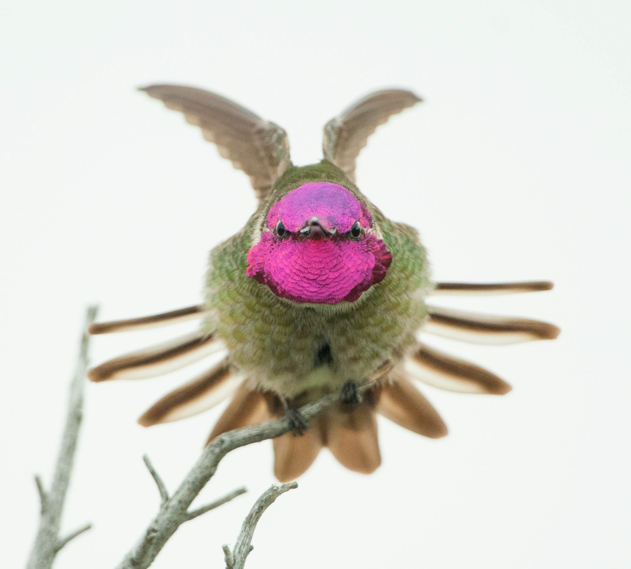 Anna's Hummingbird