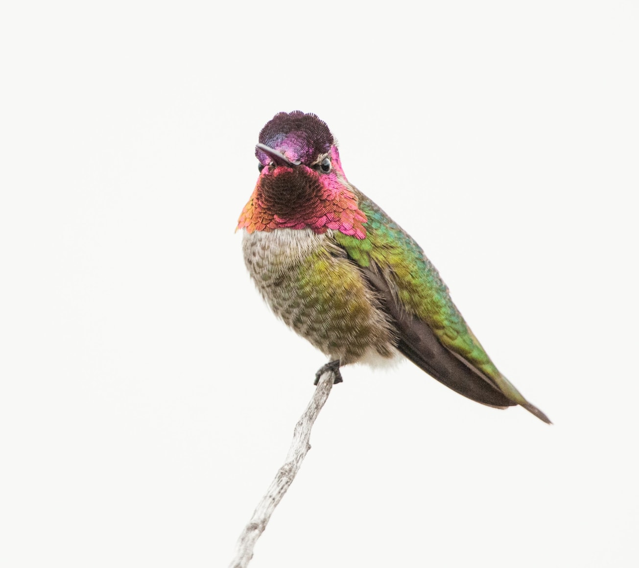 Anna's Hummingbird