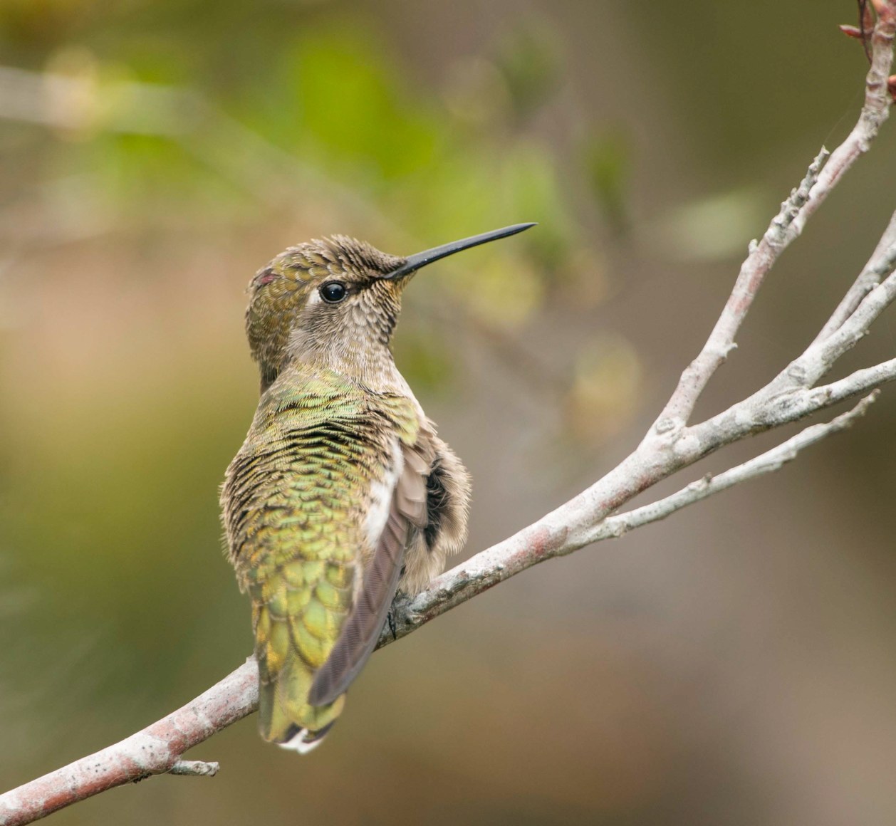 Anna's Hummingbird