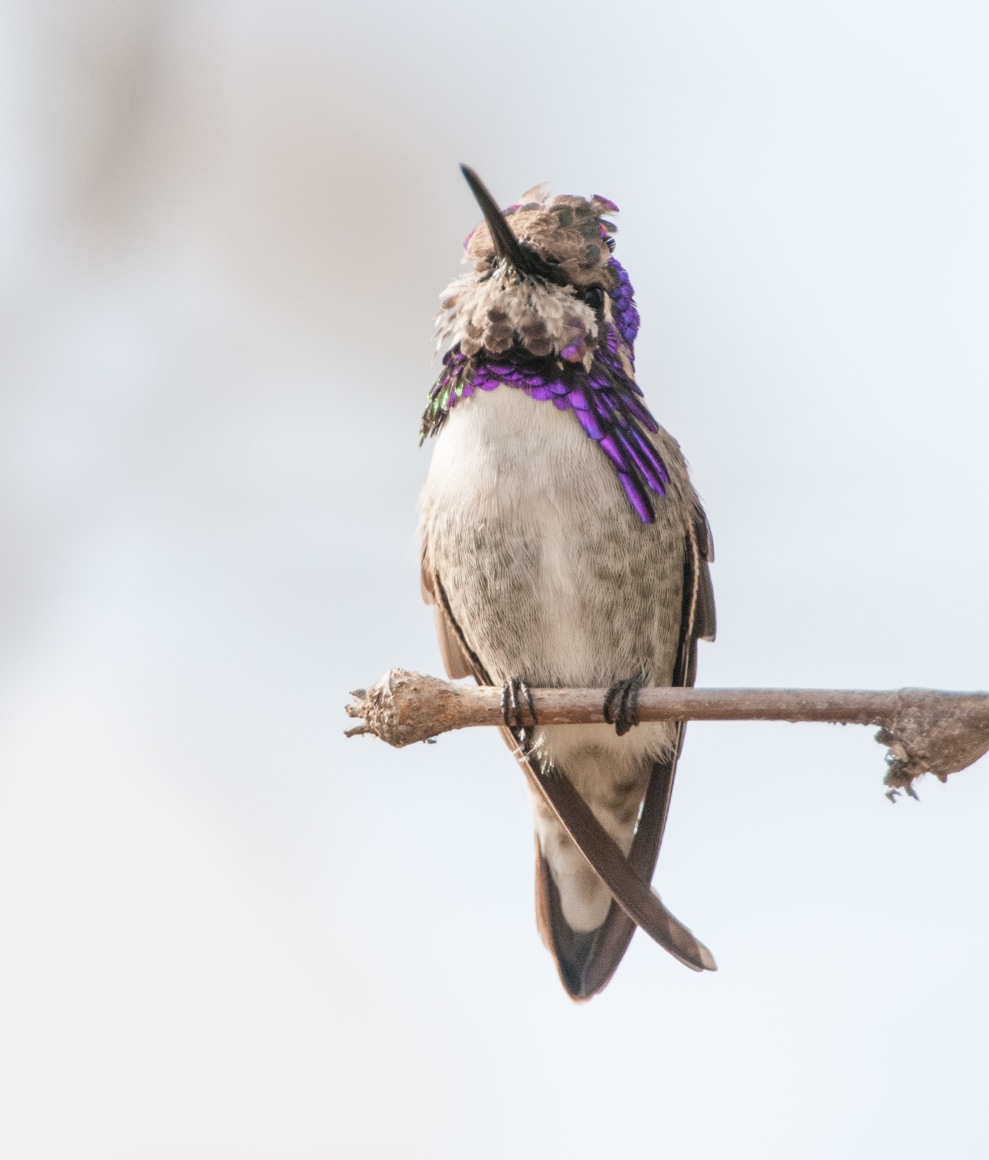 Costa's Hummingbird