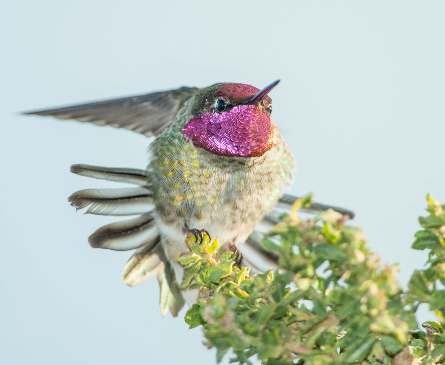 Anna's Hummingbird