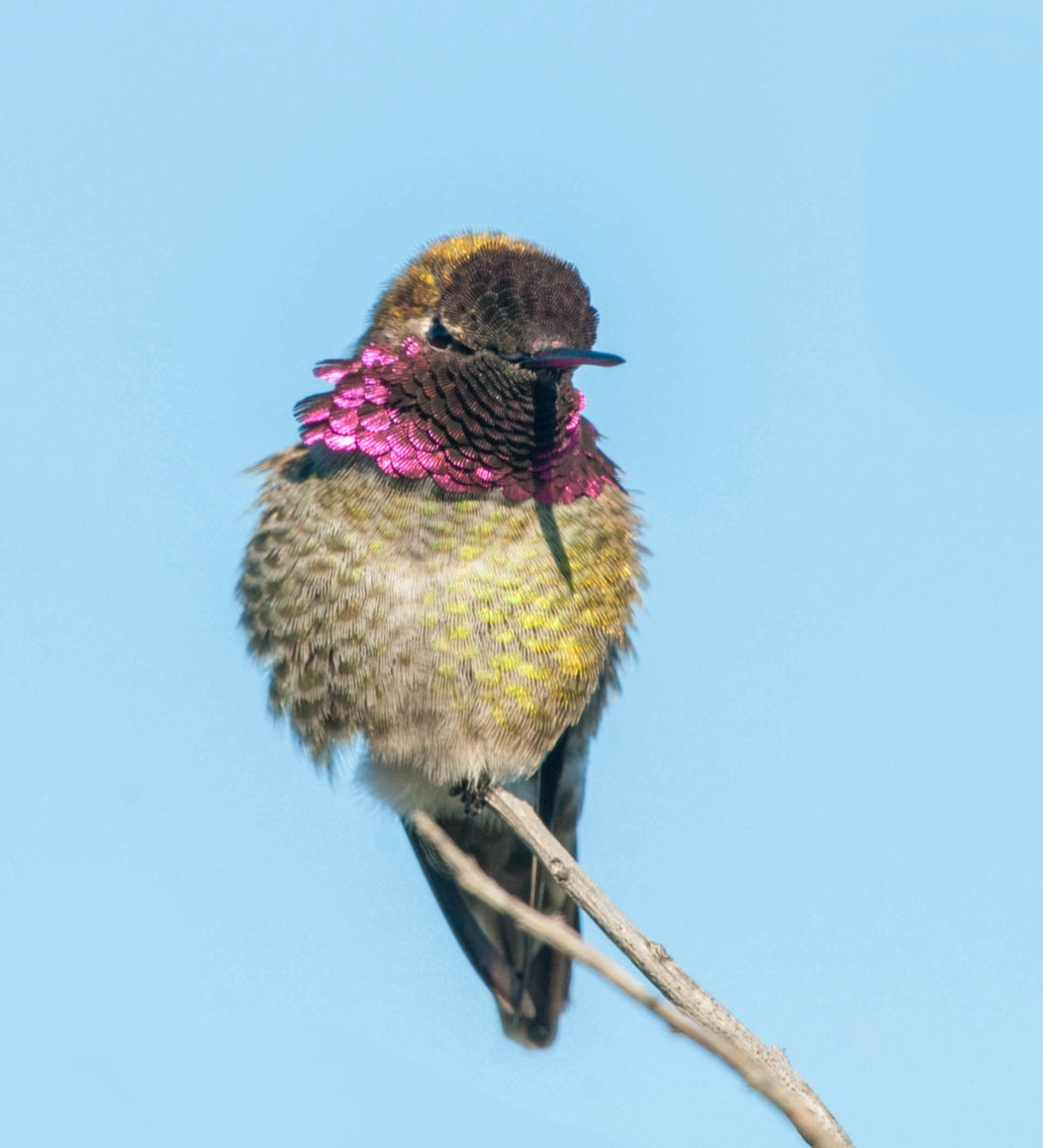 Anna's Hummingbird