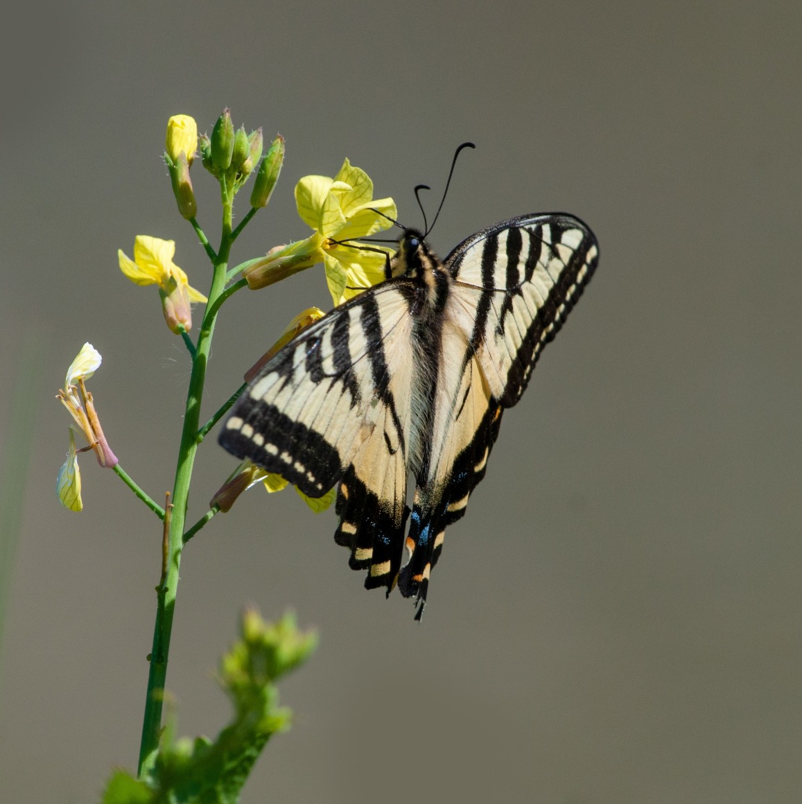 Swallowtail's - Butterflies - Bruce Elliott Photography