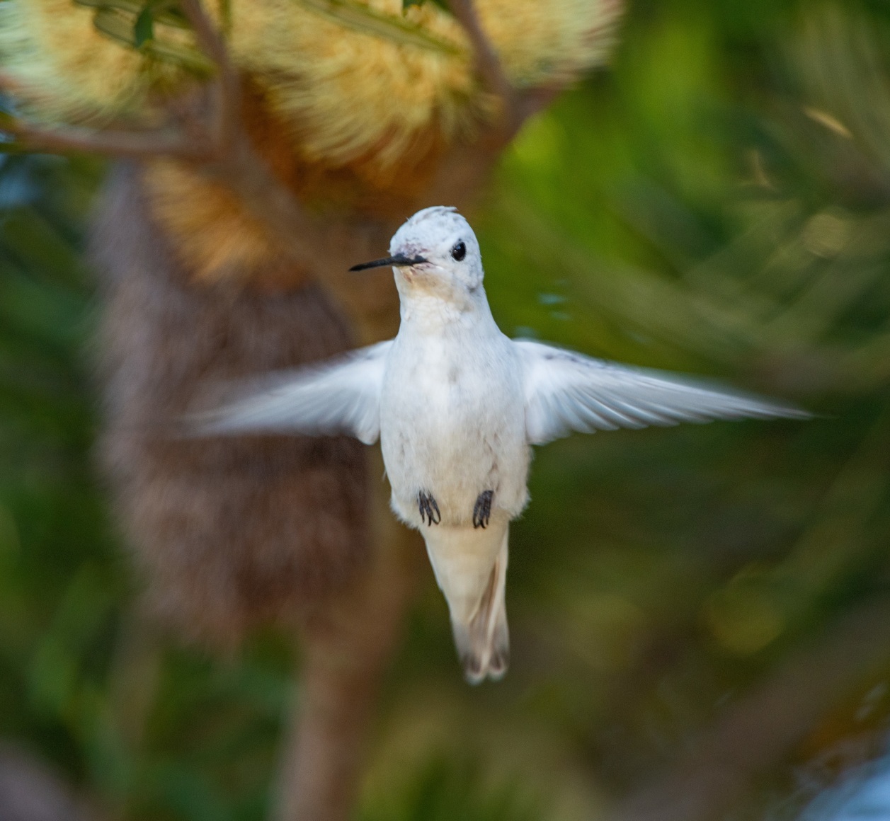 Anna's Hummingbird (Leucistic)