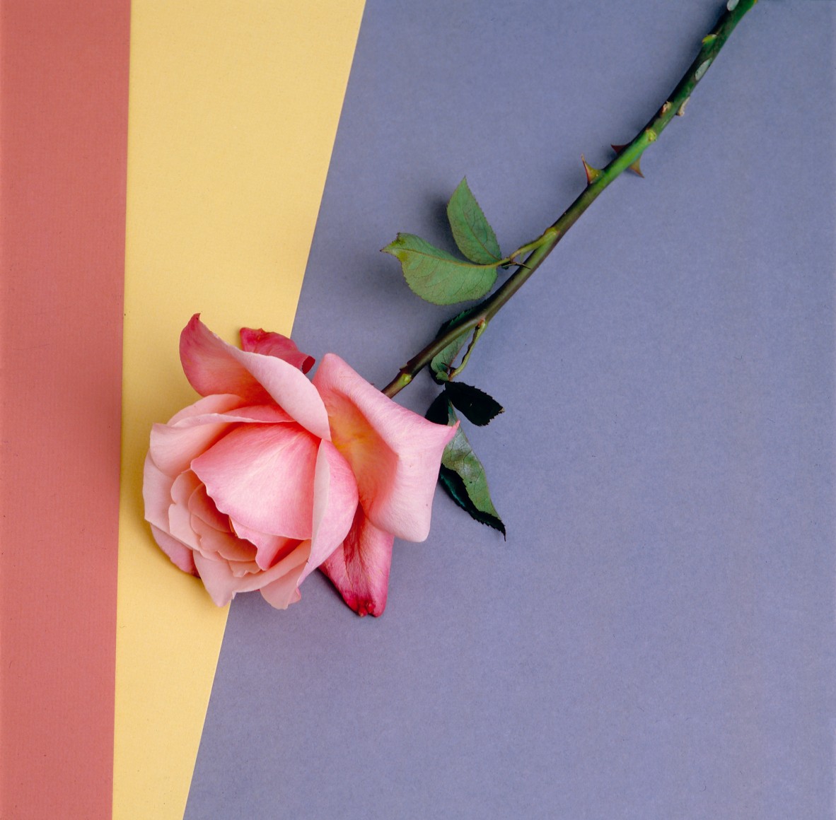 Pink rose laying on a pink, yellow, and purple geometric background.