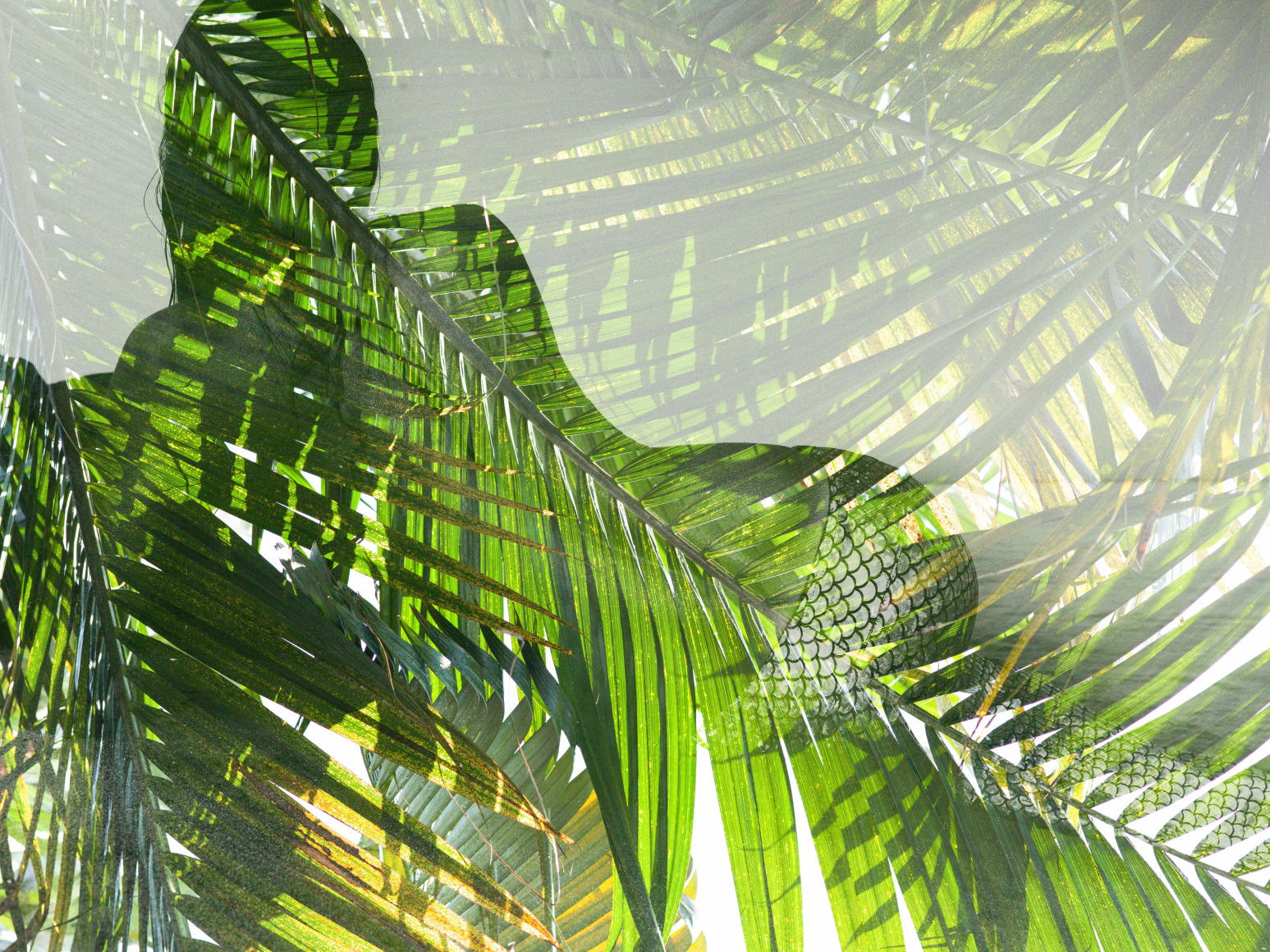 Nathan Coe  Palm Goddess 2 double exposure