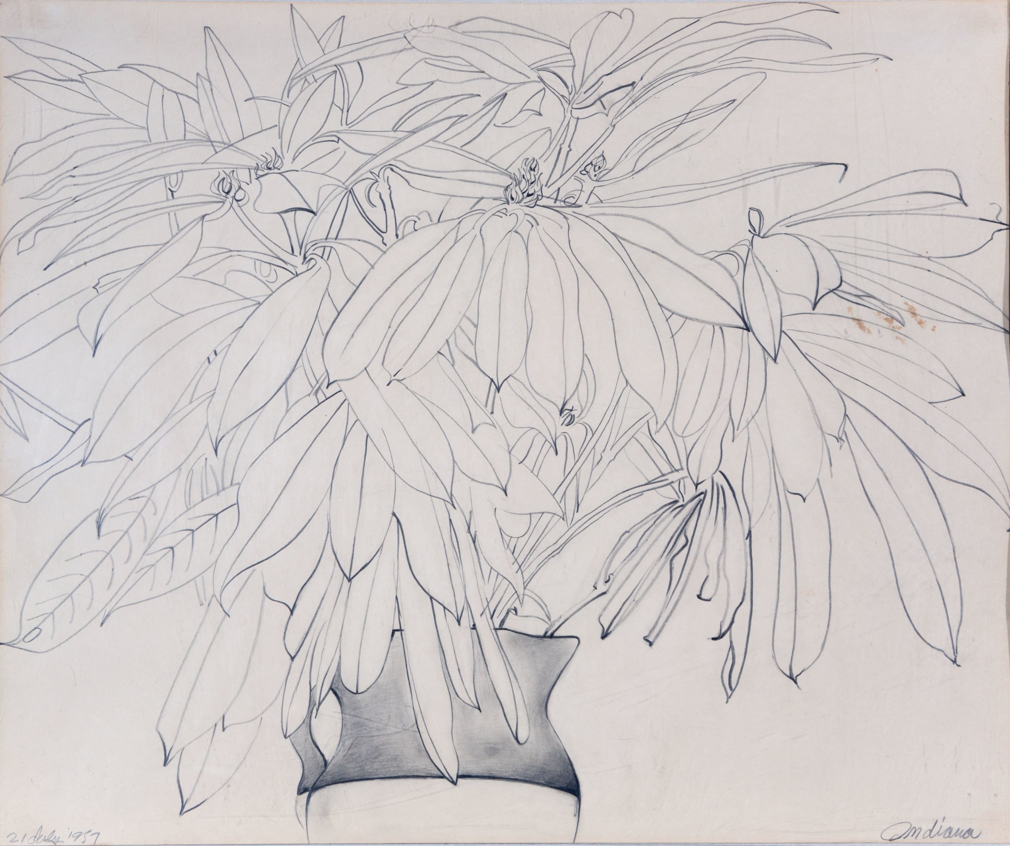 Untitled drawing of a plant (1957) by Indiana.&nbsp;Photo: Dennis and Diana Griggs