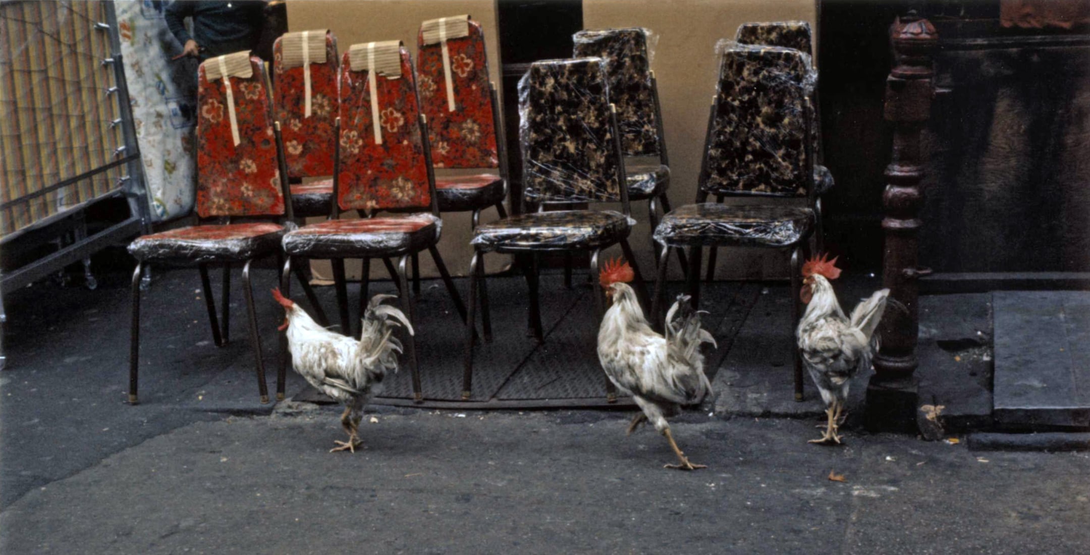 Color photo of three rosters walking on a city sidewalk in front of rows of restaurant chairs with floral print upholstery.