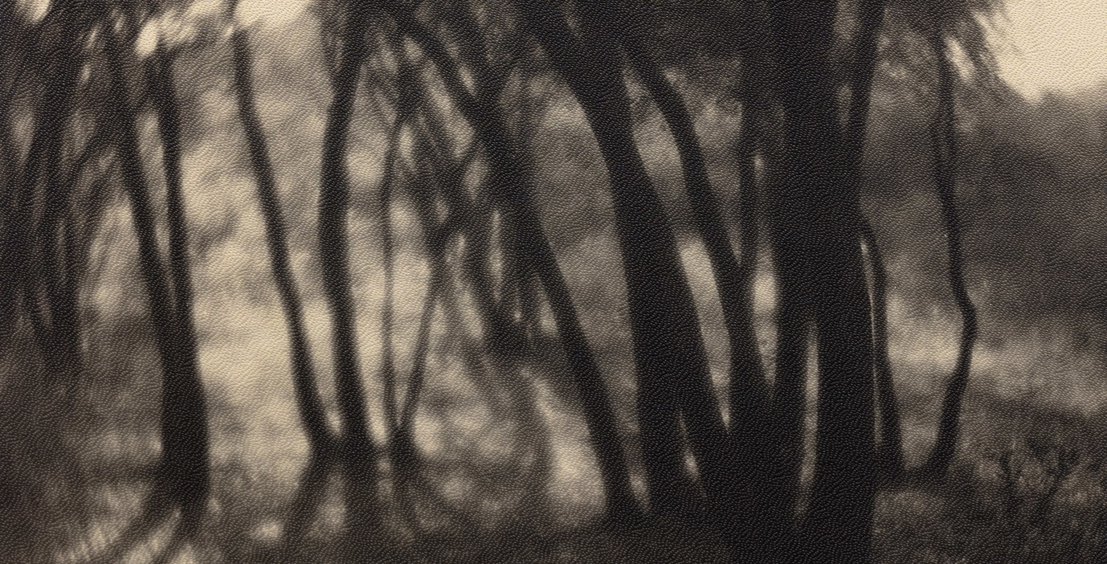 Warm toned black and white image from the 1920s of sunlight beaming through a grove of trees.