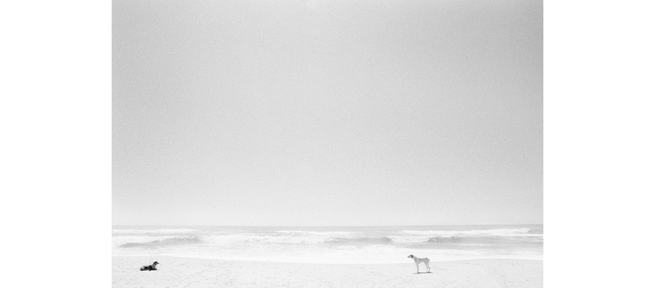 Christophe Von Hohenberg Two Dogs Social Distancing