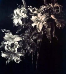 James Valerio Lilies at Night