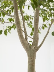 goldiechiariGenealogy of Damnatio Memoriae, Stay Behind (detail), 2011Hand-carved Ficus Benjamina, plastic container and saucer, soilApprox. height: 96 inches (243.8 cm); Installation dimensions variable