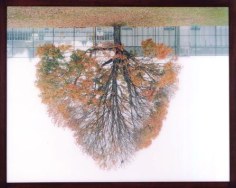 Rodney Graham, Schoolyard Tree, Vancouver, 2002, color photograph, edition of 7, 50 3/4 x 63 1/4 inches