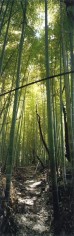 WIM WENDERS Bamboo Forest, Nara, Japan