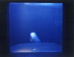 &Egrave;VE K. TREMBLAY | LA DISCOLUMINESCENCE D&#039;AURELIA AURITA&nbsp;| C-PRINT | 50 X 60 INCHES | 2003
