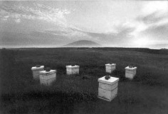 Micha Bar-Am, Beehives Near Mount Tabor, 1981