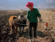 Farmer Woman #5, 2007