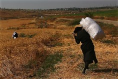 Beth Horon, West Bank (Harvesting), 2009