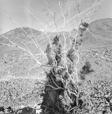 Lee Friedlander Death Valley National Park, California, 2004