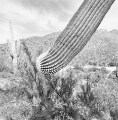Lee Friedlander Sonoran Desert, Arizona, 1995 / Printed 2019