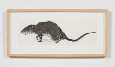 Christy Rupp, The Rat Patrol, 1979