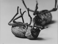 Christopher Williams Tenebrionidae, Death Feining Beetle (Nr. 2), 1996