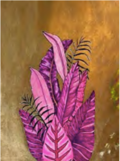 Carlos Rolon Untitled (Tropical Flora Study)