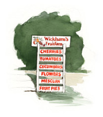 The Wickhams have farmed in Cutchogue since 1661. Their fruit trees are on diked land by the bay, whose warm waters hold off autumn frosts.