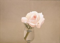 Pink Rose 1977