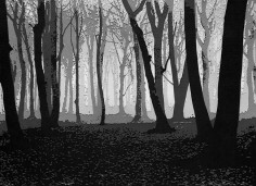 Vik Muniz Pictures of Paper: Woods in November, after Albert Renger-Patzsch