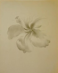 Georgia O&#039;Keefe Flower