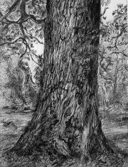 Lucian Freud After Constable&#039;s Elm