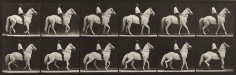 Sequence of black and white photos showing the movements of a white horse as it walks
