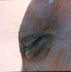 Untitled #14 from the Horse&#039;s Eyes series, 1998