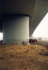 Jitka Hanzlov&aacute;, Untitled (Bio Cow), from the series Here, 1998, C-print, 12 x 8 inches, Edition of 8
