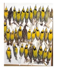 Terry Evans, &quot;Field Museum, Drawer of eastern Meadowlarks, various dates and locations,&quot; 2001, Iris print, 34 1/4 x 26 1/4 inches, Edition of 5