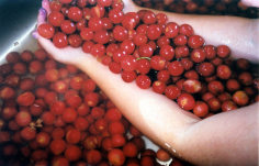 Cherries,&nbsp;2003, chromogenic print, available at 30 x 40 inches, edition 10