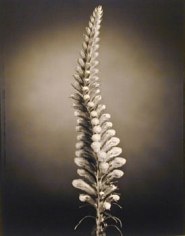 False Dragonhead (600), 1998, 20 x 24 inch Toned Silver Print, Signed and dated recto. signed, dated, titled editioned on verso, Edition of 25