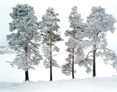 Four Trees, Ferrapontou, Russia, 2004, Chromogenic print, available 30 x 40 inches edition of 10, 70 x 90 inches edition of 3