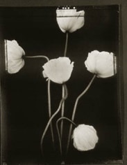 Poppies (403), 1997, 20 x 24 inch Toned Silver Print, Signed and dated recto. signed, dated, titled editioned on verso, Edition of 25
