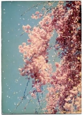 Yamamoto Masao,&nbsp;Untitled #1016, 1996,&nbsp;from the series&nbsp;A Box of Ku. Archival pigment print, 3&nbsp;x 5&nbsp;inches.