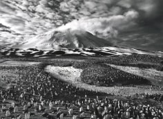 Macaroni Penguins, Sandwich Islands, Antarctica, from the series Genesis, 2009. 16 x 20, 20 x 24, 24 x 35, 36 x 50 or 50 x 68 inch gelatin silver print