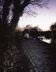Up Before the Beak: Angry Swan guards Bridge after Crash, 2003, 60 x 48 inch Cibachrome Print, Signed, titled, dated and editioned on label on verso